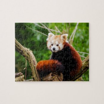 Cute Red Panda Bear Jigsaw Puzzle by TheWorldOutside at Zazzle