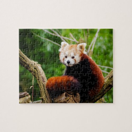 Cute Red Panda Bear Jigsaw Puzzle