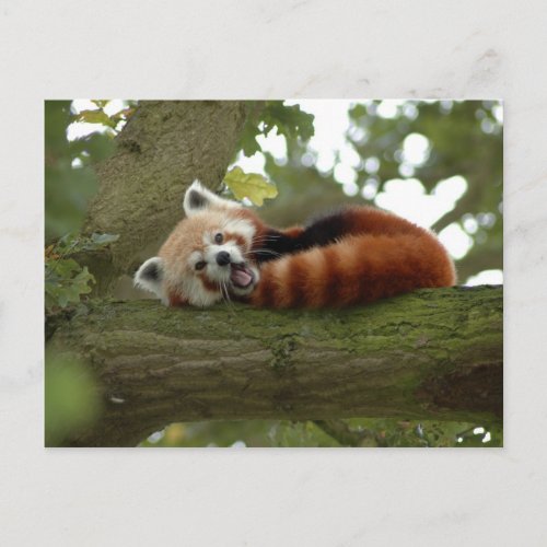 Cute Red Panda Bear Nature Destiny Postcard