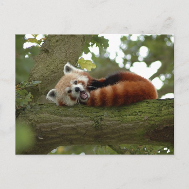 Cute Red Panda Bear Nature Destiny Postcard (Front)