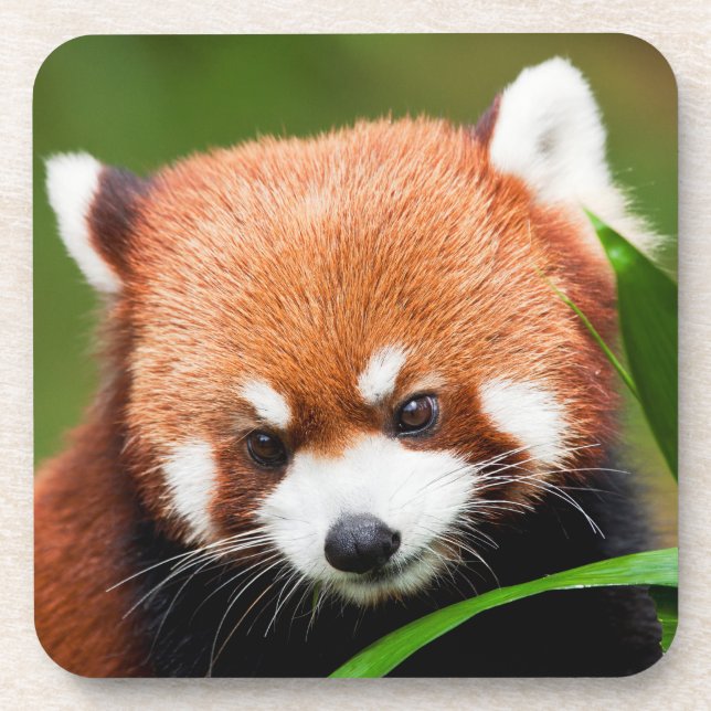 Cute Red Panda Beverage Coaster (Front)