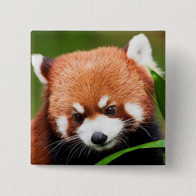 Cute Red Panda Button (Front)