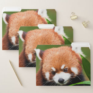 Cute Red Panda File Folder