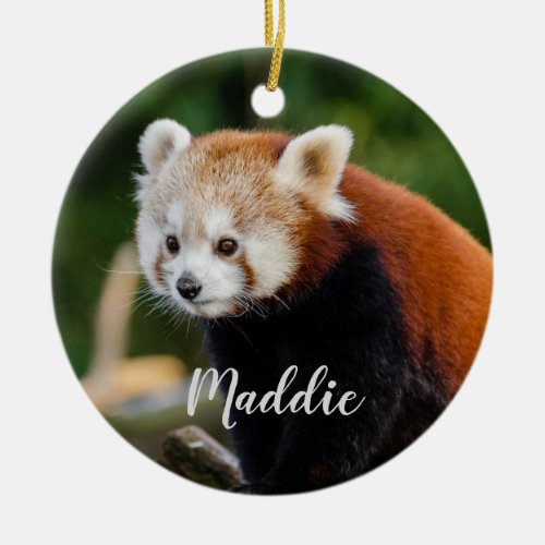 Cute Red Panda Fire Fox Personalized Ceramic Ornament
