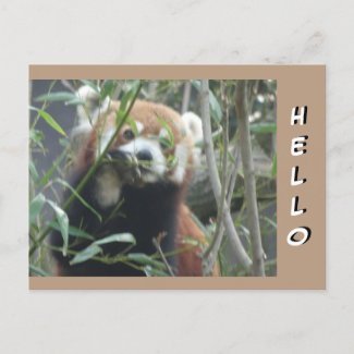 Cute Red Panda HELLO Postcard
