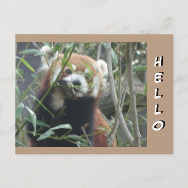 Cute Red Panda HELLO Postcard (Front)