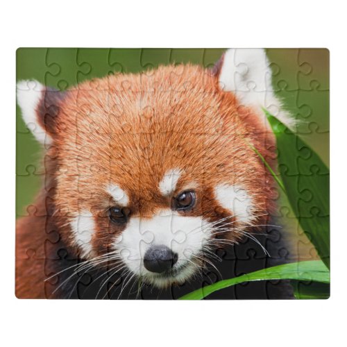 Cute Red Panda Jigsaw Puzzle