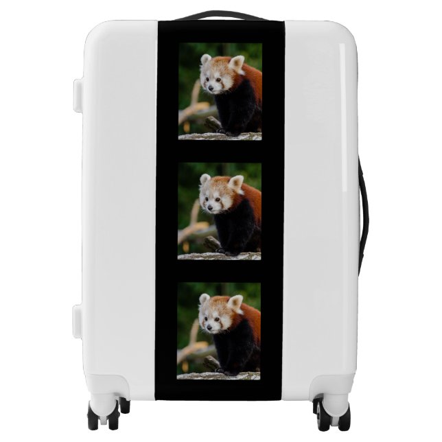 Cute Red Panda  Luggage (Front)