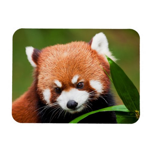 Cute Red Panda Magnet