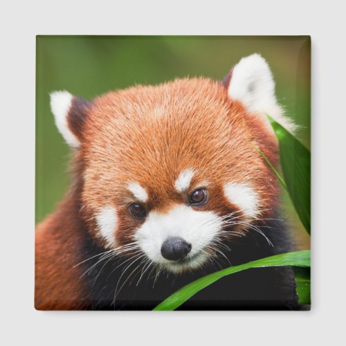 Cute Red Panda Magnet