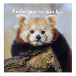 Cute Red Panda Miss You So Much  Acrylic Print