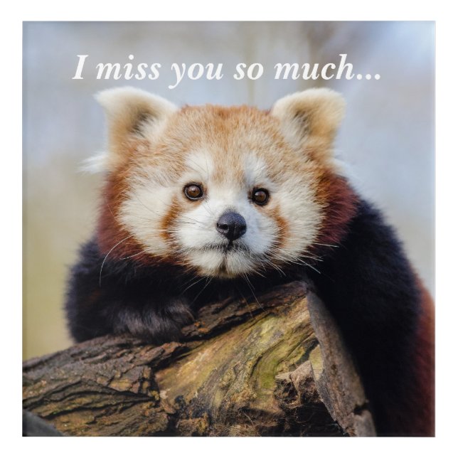 Cute Red Panda Miss You So Much  Acrylic Print (Front)