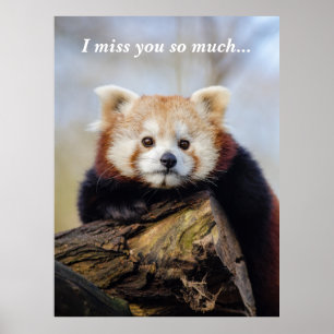Cute Red Panda Miss You So Much Poster