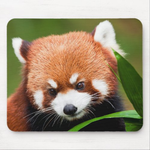 Cute Red Panda Mouse Pad
