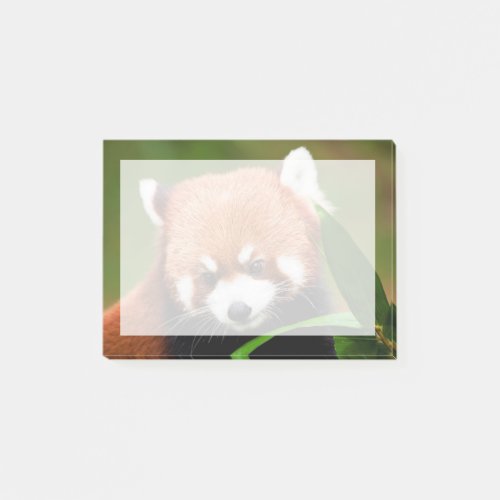 Cute Red Panda Post_it Notes