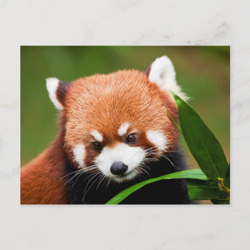 Cute Red Panda Postcard