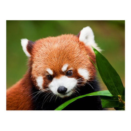 Cute Red Panda Postcard 