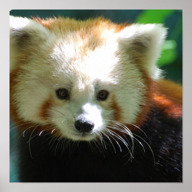 Cute Red Panda Poster (Front)