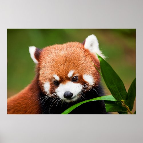 Cute Red Panda Poster