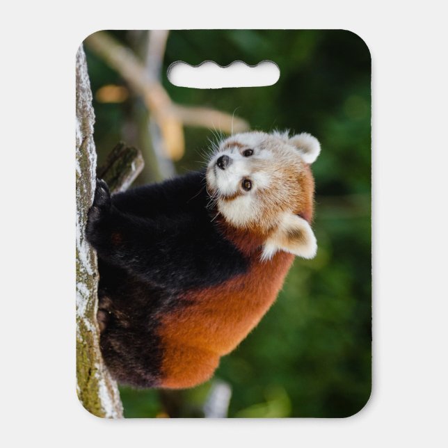 Cute Red Panda Seat Cushion (Front Vertical)