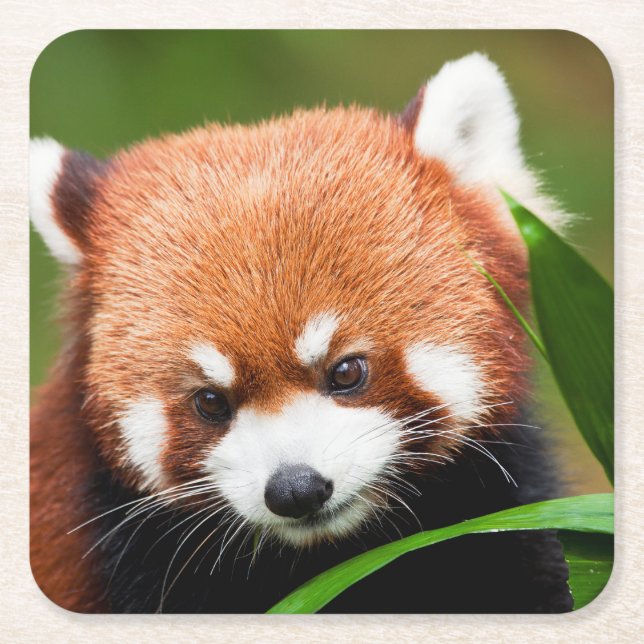 Cute Red Panda Square Paper Coaster (Front)