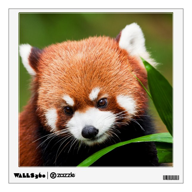 Cute Red Panda Wall Decal (Front)