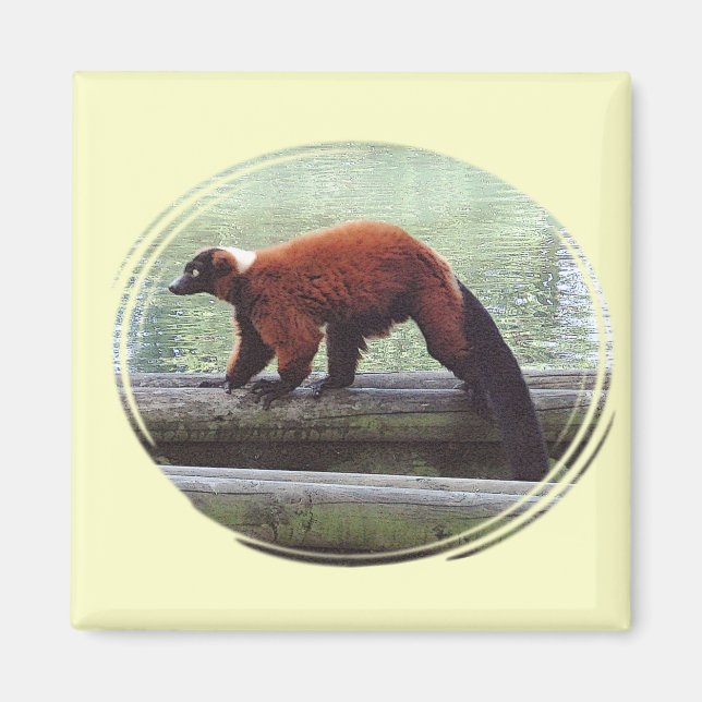 Cute Red-Ruffed Lemur Red Fur White Neck Magnet (Front)