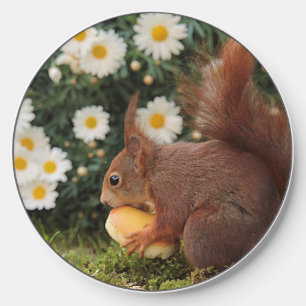 Cute Red Squirrel and Daisies Cute Photo Wireless Charger
