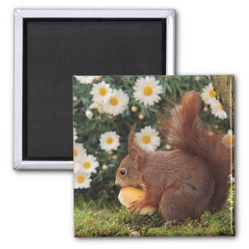 Cute Red Squirrel and Daisies Photo Magnet