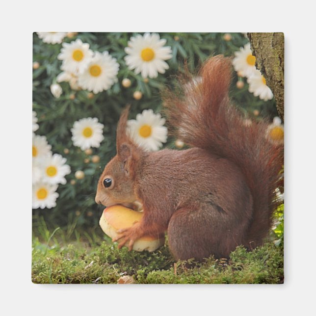 Cute Red Squirrel and Daisies Photo Magnet (Front)