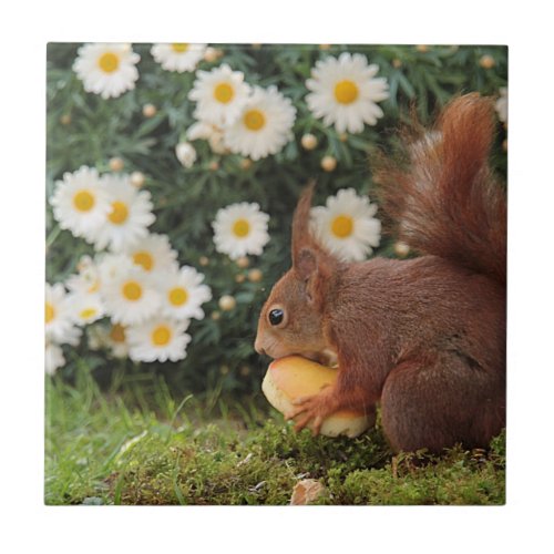 Cute Red Squirrel Daisies Ceramic Tile