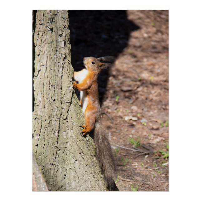 Cute red squirrel on a tree poster (Front)