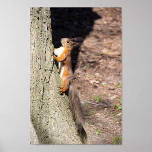 Cute red squirrel on a tree poster