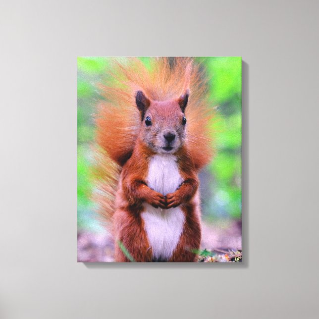 Cute Red Squirrel Photograph Canvas Print (Front)