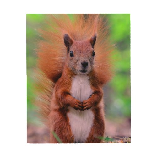 Cute Red Squirrel Photograph Wood Wall Art