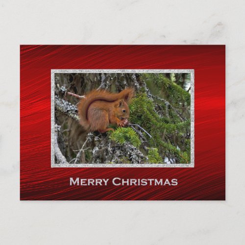 Cute Red Squirrel Pine Photo Christmas Postcard