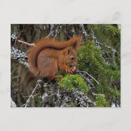 Cute Red Squirrel Pine Photo Postcard
