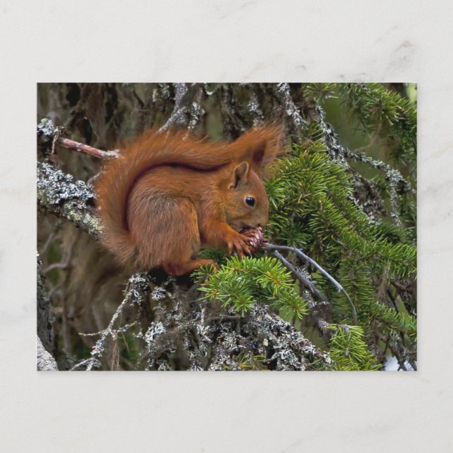 Cute Red Squirrel Pine Photo Postcard (Front)