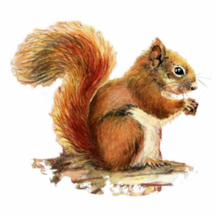 Cute Red Squirrel  Watercolor Animal Nature Cutout