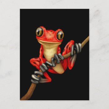 Cute Red Tree Frog On A Branch On Black Postcard by crazycreatures at Zazzle