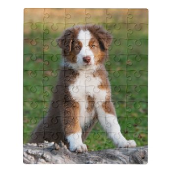 Cute Red Tri Australian Shepherd Dog Puppy Photo ' Jigsaw Puzzle by Kathom_Photo at Zazzle
