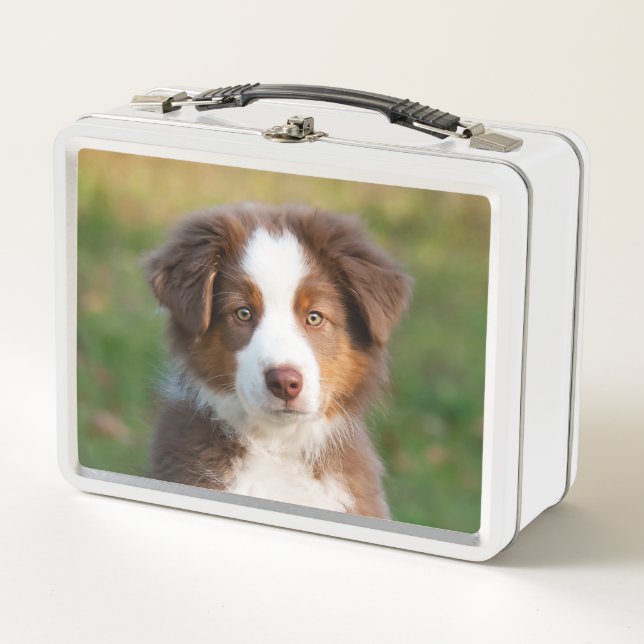 Cute Red Tri Australian Shepherd Dog Puppy Photo ' Metal Lunch Box (Front)