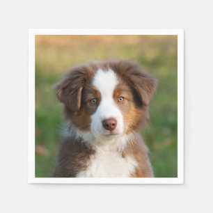 Cute Red Tri Australian Shepherd Dog Puppy Photo - Napkins