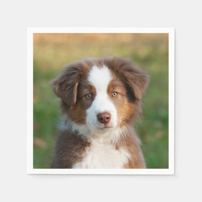 Cute Red Tri Australian Shepherd Dog Puppy Photo - Napkins (Front)