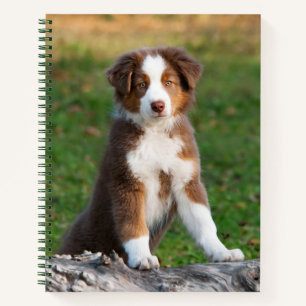 Cute Red Tri Australian Shepherd Dog Puppy Photo - Notebook