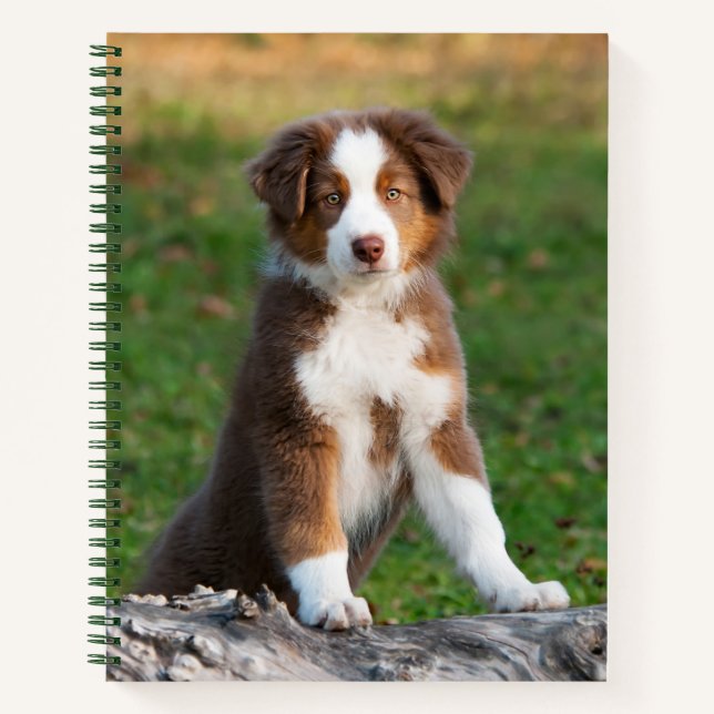 Cute Red Tri Australian Shepherd Dog Puppy Photo - Notebook (Front)