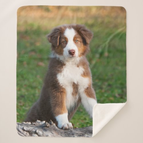 Cute Red Tri Australian Shepherd Dog Puppy Photo  Sherpa Blanket