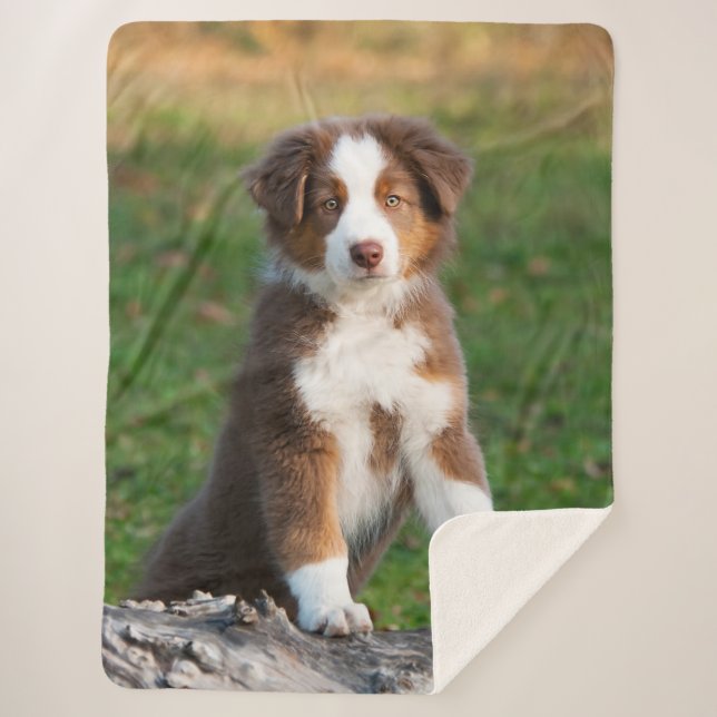Cute Red Tri Australian Shepherd Dog Puppy Photo , Sherpa Blanket (Front)
