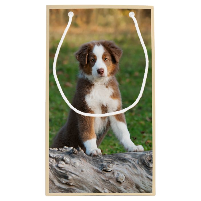Cute Red Tri Australian Shepherd Dog Puppy Photo Small Gift Bag