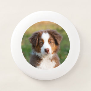 Cute Red Tri Australian Shepherd Dog Puppy Photo ' Wham-O Frisbee
